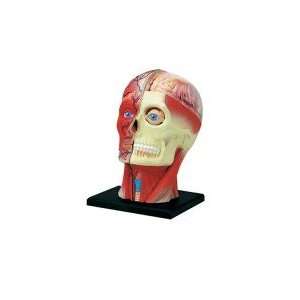  Visible Human Head Anatomy Kit Toys & Games