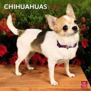  Chihuahuas 2012 Wall Calendar 12 X 12
