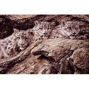  Alan Hunt   Treasures of Asia   Snow Leopards: Home 