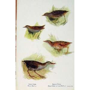  British Birds By W Foster Little Crake Water/Land Rail 