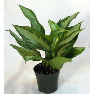   Evergreen Plant   Aglaonema   Low Light   4 Pot Patio, Lawn & Garden