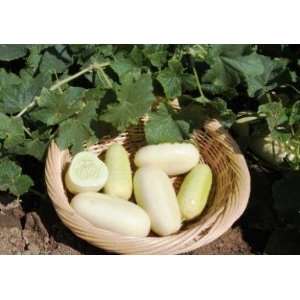  Todds Seeds   White Wonder Cucumber Seed   5g Seed Packet 