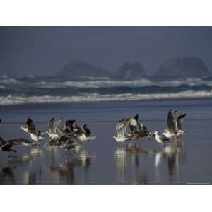 Seagulls on the Beach of Three Arch Rocks National Wildlife Refuge 