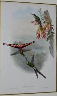 Gould 1849 Lithograph   Framed Sappho Comet Hummingbird  