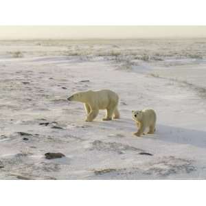  A Female Polar Bear and Her Cub Cross the Tundra National 