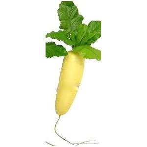   Realistic Looking Organic Radish with Leaves   White 