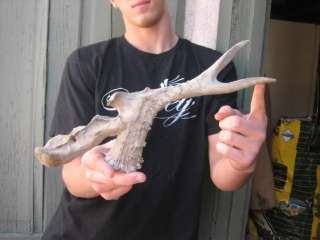 VERY AWESOME NONTYPICAL DEER ANTLER shed mule whitetail  