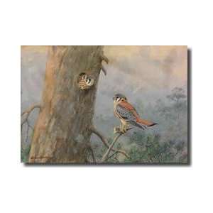  Male And Female Sparrow Hawk Giclee Print