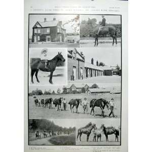  George Blackwell Racing Stable Newmarket Old Print 1904 
