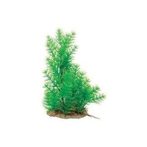  Best Quality Natural Elements Hornwort / Green Size 10 12 