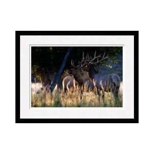 Two Bull Elk Framed Giclee Print 