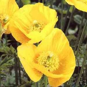   Poppy Flower Seeds Welsh Yellow Cambrica Patio, Lawn & Garden