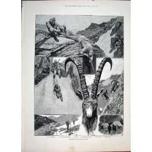  Ibex Shooting Himalayas Mountain Old Print 1887