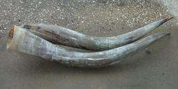 Pair Of Longhorn Steer Horns For Mounting Over 6 Foot  