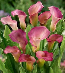 Calla Lily Bulbs   SWEET TALK   Beautiful Pink Calla Lilies   Fresh 