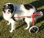 K9 Carts™ Standard Cart   Dog Wheelchair Adjustable Pets 41 60 LBS 
