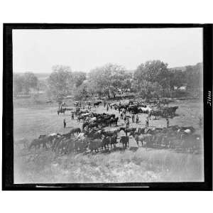 Cowboys lassoing horses, in Colorado or Utah 1905 