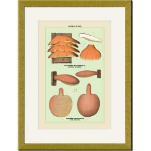  Gold Framed/Matted Print 17x23, Edible Fungi Liver 