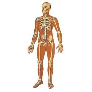  The Human Skeleton, Front Chart: Health & Personal Care