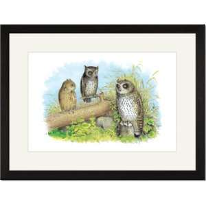   /Matted Print 17x23, Short Eared Owl and Screech Owl: Home & Kitchen