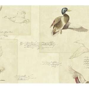  Beige Mallard Duck Wallpaper