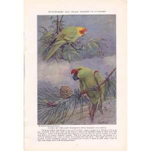 1936 Carolina Parakeet Thick Billed Parrot   Allan Brooks Vintage Bird 