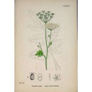   Burnet Saxifrage Flower Plant Colour Antique Print