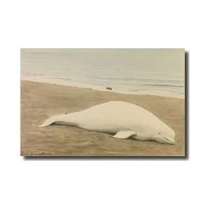 Beached Beluga Whale Giclee Print 