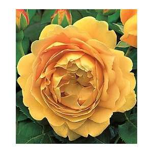  Golden Celebration English Rose: Patio, Lawn & Garden
