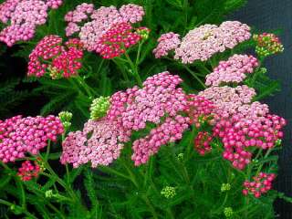 Pink Grapefruit Yarrow   Achillea   Tough as Nails  