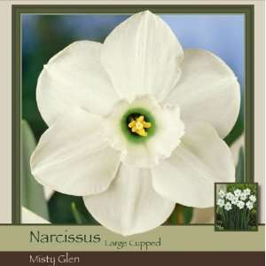  Honeyman Farms Narcissus Large Cup Misty Glen Pack of 25 