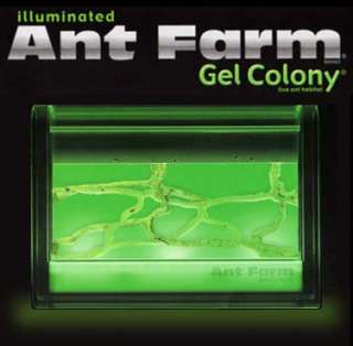   Illuminated Ant Farm Gel Colony Live Habitat Insect Space 3D Kit