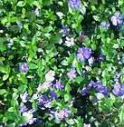 ground cover plants  