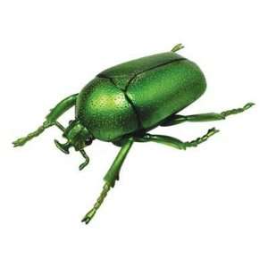 Insect Model Lytta Stygica Green Flower Beetle 3d 4d Master Puzzle 19 