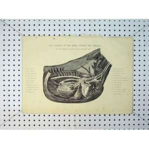   1816 Organs Horse Thorax Arteries Heart Chest Lungs