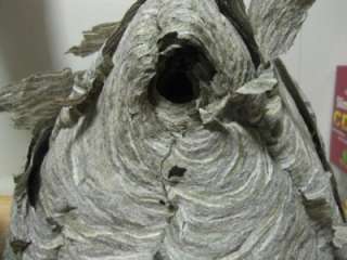 Wasp Hornet Bee Hive  