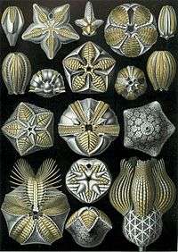 ANCIENT Fossil Sea Life BLASTOID Echinoderm Echinoid Mineral Specimen 