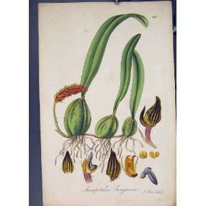  Anisopetalon Flora Fauna Flower Colour Antique Print: Home 