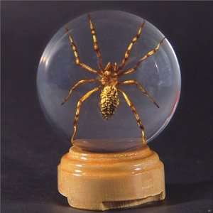   Speldy East GL07 Real Bug Insect Globes small Spider: Office Products