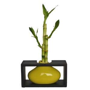   Stalks Lucky Bamboo (6, 8 and 10) Perfect For Feng Shui and Gifts