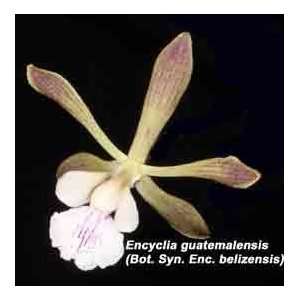 Encyclia belizensis 646S Currently known as Encyclia guatemalense