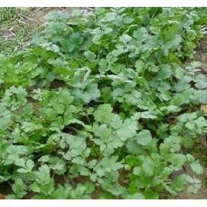 1000 CILANTRO / CORRIANDER / CHINESE PARSLEY Coriandrum Sativum Herb 