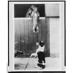  Dog,horse at stall entrance, London, England 1920s