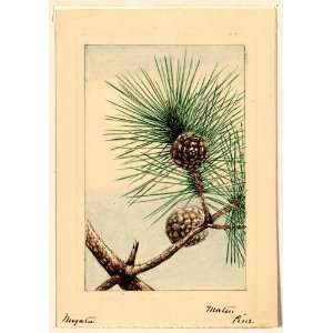 Japanese Print . Matsu pine / Megata.
