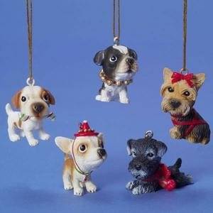     Boston Terrier, Chihuahua, Jack Russell, Schnauzer & Yorkie