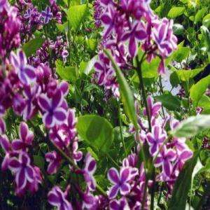 OnlinePlantCenter Sensation French Hybrid Lilac Tree L00924 at The 