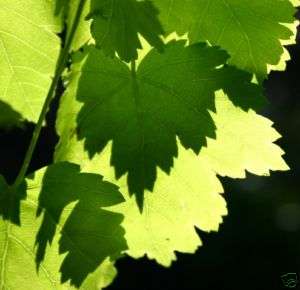 ROCKY MOUNTAIN MAPLE (Acer glabrum) 25+ Seeds  