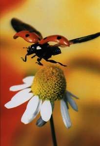 Ansichtskarte fliegender Marienkäfer   ladybird  