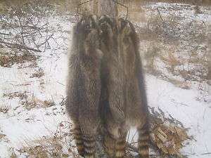 Tanned dressed 3X Heavy Northern raccoon skin pelt  