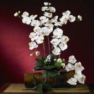 com Exclusive By Nearly Natural Cream Phalaenopsis Silk Orchid Flower 